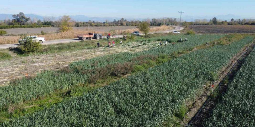 Tarlalarda hasat mesaisi başladı! Dönümde 5-6 ton rekolte: Kilosu 25 TL’den tarladan çıkıyor 2